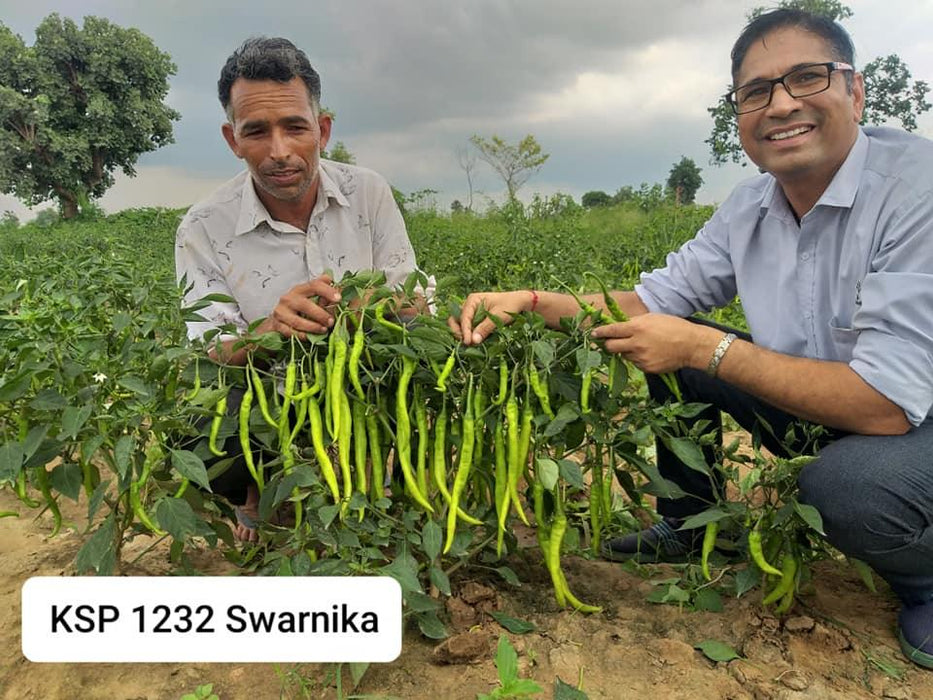 KSP 1232 Swarnika F1 Hybrid Hot Pepper/Chilli (Kalash Seeds) - Farmers Stop