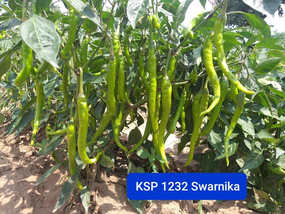 KSP 1232 Swarnika F1 Hybrid Hot Pepper/Chilli (Kalash Seeds) - Farmers Stop