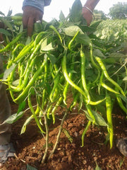 KSP 1232 Swarnika F1 Hybrid Hot Pepper/Chilli (Kalash Seeds) - Farmers Stop