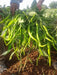 KSP 1232 Swarnika F1 Hybrid Hot Pepper/Chilli (Kalash Seeds) - Farmers Stop