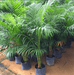 Areca Palm Seeds - Farmers Stop