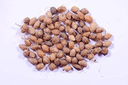 Areca Palm Seeds - Farmers Stop
