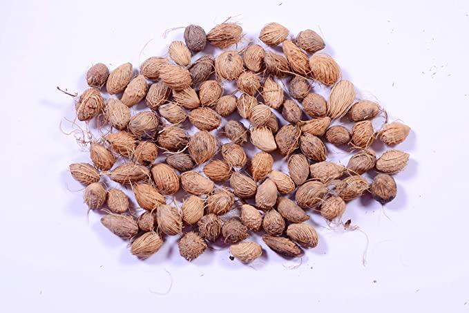 Areca Palm Seeds - Farmers Stop