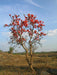 Butea Monosperma - Palash - Farmers Stop