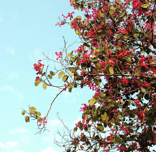 Butea Monosperma - Palash - Farmers Stop