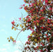 Butea Monosperma - Palash - Farmers Stop