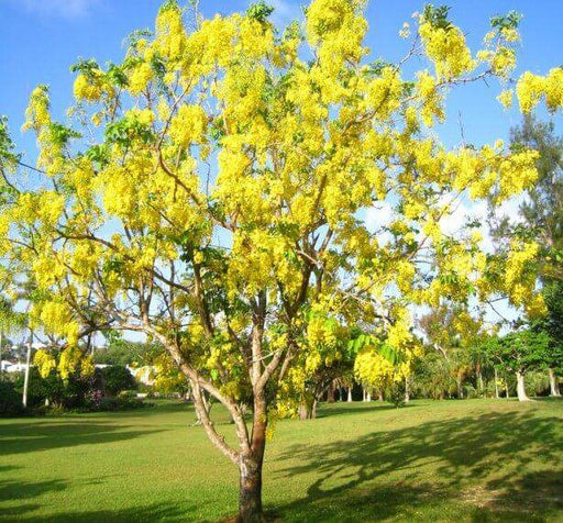 Amaltas (Cassia Fistula) - Golden Shower - Farmers Stop