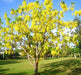 Amaltas (Cassia Fistula) - Golden Shower - Farmers Stop