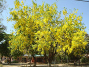 Amaltas (Cassia Fistula) - Golden Shower - Farmers Stop