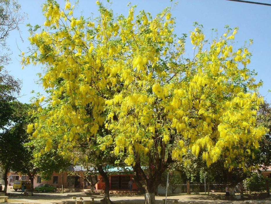 Amaltas (Cassia Fistula) - Golden Shower - Farmers Stop