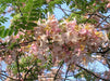 Burmese Pink Cassia renigera - Farmers Stop