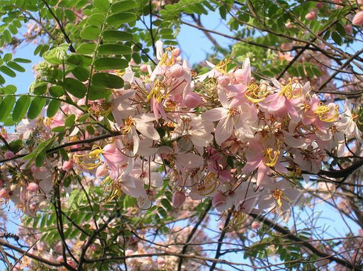 Burmese Pink Cassia renigera - Farmers Stop