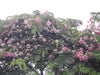 Burmese Pink Cassia renigera - Farmers Stop