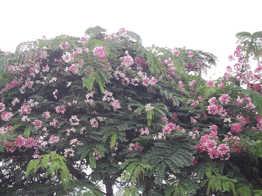 Burmese Pink Cassia renigera - Farmers Stop