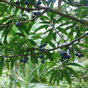 Rudraksha - Elaeocarpus angustifolius - Farmers Stop
