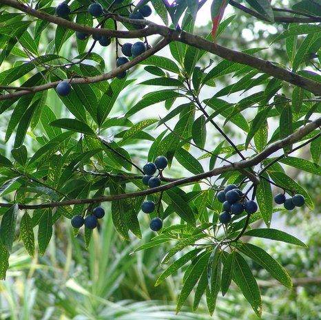 Rudraksha - Elaeocarpus angustifolius - Farmers Stop
