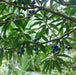 Rudraksha - Elaeocarpus angustifolius - Farmers Stop