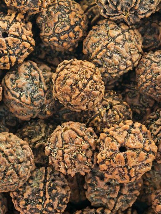 Rudraksha - Elaeocarpus angustifolius - Farmers Stop