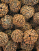 Rudraksha - Elaeocarpus angustifolius - Farmers Stop