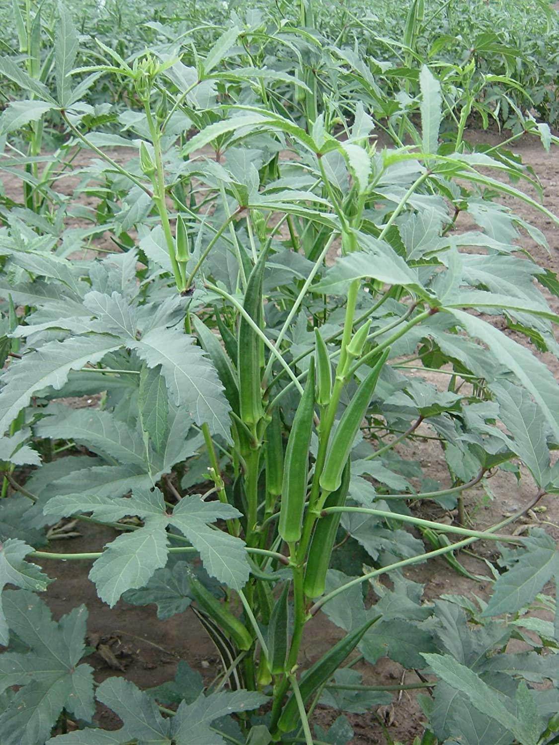 Bhindi/Okra Hybrid Quality (Garden Festival) Seeds | FarmersStop.com