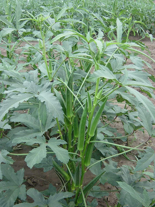 Bhindi/Okra Hybrid Quality (Garden Festival) - Farmers Stop