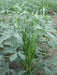 Bhindi/Okra Hybrid Quality (Garden Festival) - Farmers Stop