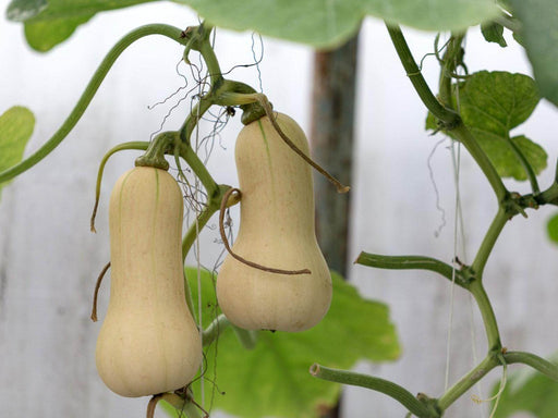 Butternut Squash Hybrid Quality (Garden Festival) - Farmers Stop