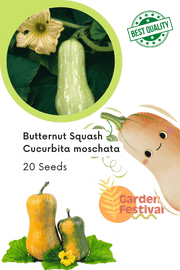 Butternut Squash Hybrid Quality (Garden Festival) - Farmers Stop
