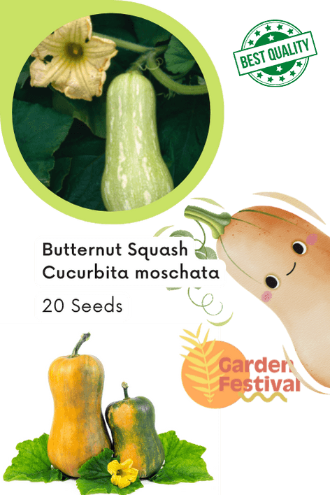 Butternut Squash Hybrid Quality (Garden Festival) - Farmers Stop