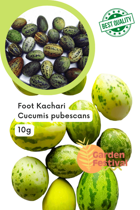 Foot Desi Kachri Quality Fruit Seeds  (Garden Festival) - Farmers Stop