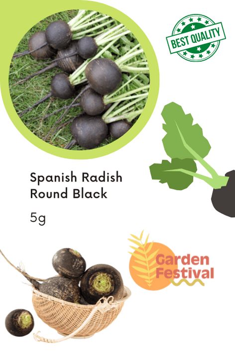 Spanish Radish Round Black (Garden Festival) - Farmers Stop