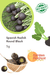 Spanish Radish Round Black (Garden Festival) - Farmers Stop