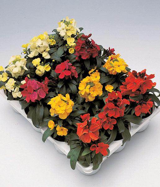 Erysimum Charity™ Series (Wallflower) (Takii Seeds) - Farmers Stop