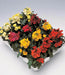 Erysimum Charity™ Series (Wallflower) (Takii Seeds) - Farmers Stop