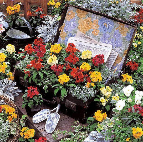 Erysimum Charity™ Series (Wallflower) (Takii Seeds) - Farmers Stop
