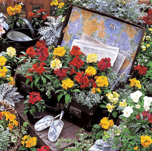 Erysimum Charity™ Series (Wallflower) (Takii Seeds) - Farmers Stop