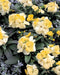 Erysimum Charity™ Series (Wallflower) (Takii Seeds) - Farmers Stop