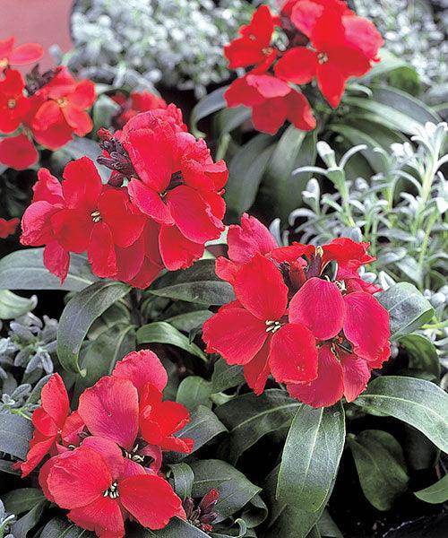 Erysimum Charity™ Series (Wallflower) (Takii Seeds) - Farmers Stop