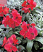 Erysimum Charity™ Series (Wallflower) (Takii Seeds) - Farmers Stop