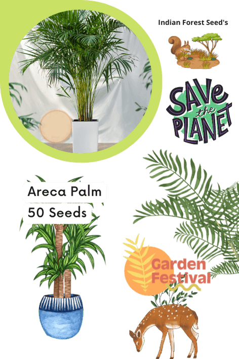 areca palm seed germination time Growing Areca Palm - Tips for Sowing and Germination