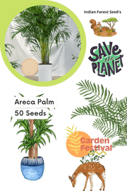 Areca Palm - 50 Seeds (Garden Festival) - Farmers Stop
