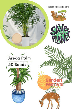 Areca Palm - 50 Seeds (Garden Festival) - Farmers Stop