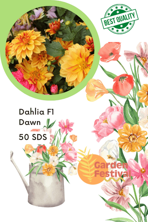 Dawn F1 Hybrid Dahlia Mix (Garden Festival) - Farmers Stop