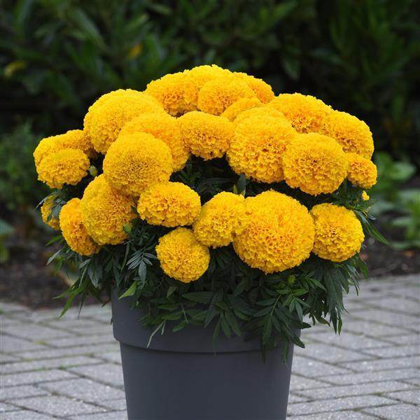 pan american flower seeds Buy Taishan Yellow Improved F1 African Marigold (PanAmerican Seed) Online