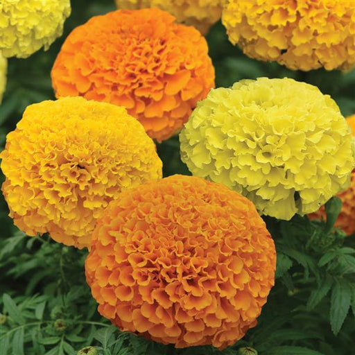 Marvel II™ F1 African Marigold (PanAmerican Seed) - Farmers Stop