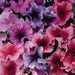 Daddy® Mixture Petunia (PanAmerican) - Farmers Stop