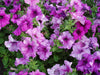 Daddy® Mixture Petunia (PanAmerican) - Farmers Stop