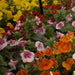 Primrose Mimulus Monkey  Flower Mix (Garden Festival) - Farmers Stop