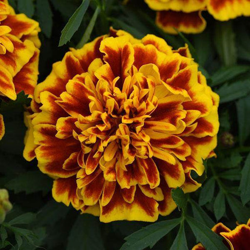 Bonanza™ Bee French Marigold (PanAmerican) - Farmers Stop