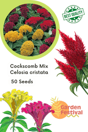 Cockscomb Mix Celosia cristata (Garden Festival) - Farmers Stop
